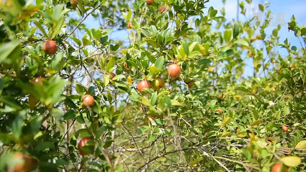 江西油茶迎来采摘季