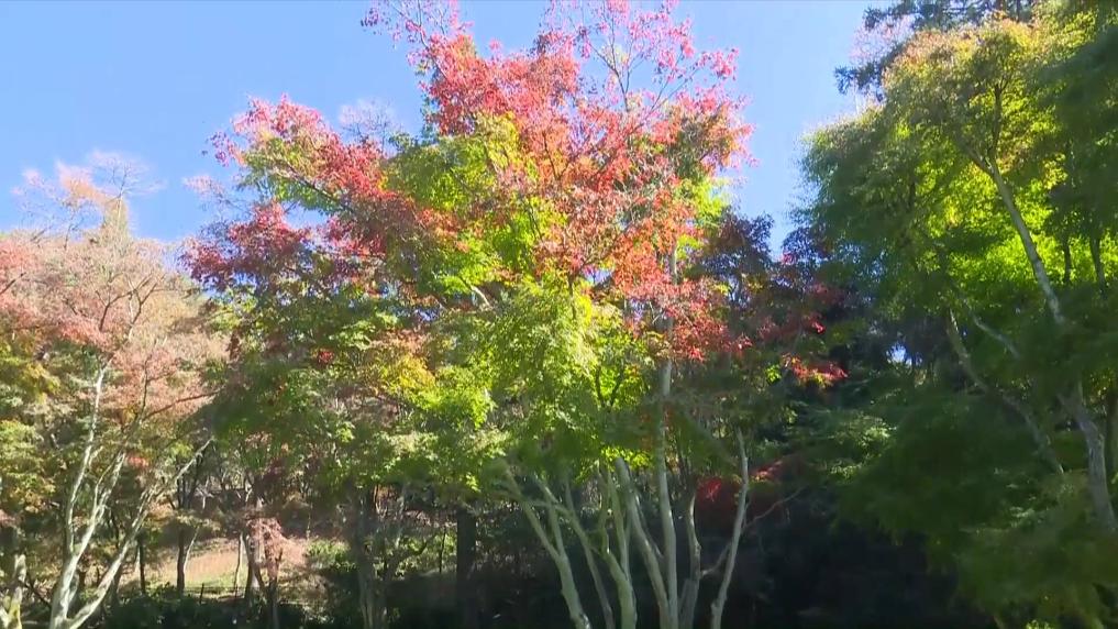 枫叶流丹 庐山进入赏枫季
