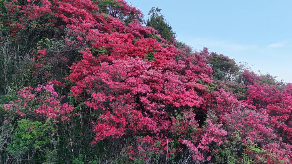 江西修水：杜鹃花开迎客来
