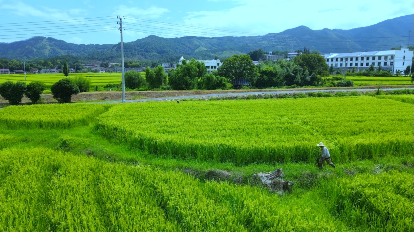江西资溪：稻浪翻滚“赶花”忙 制种田间育希望