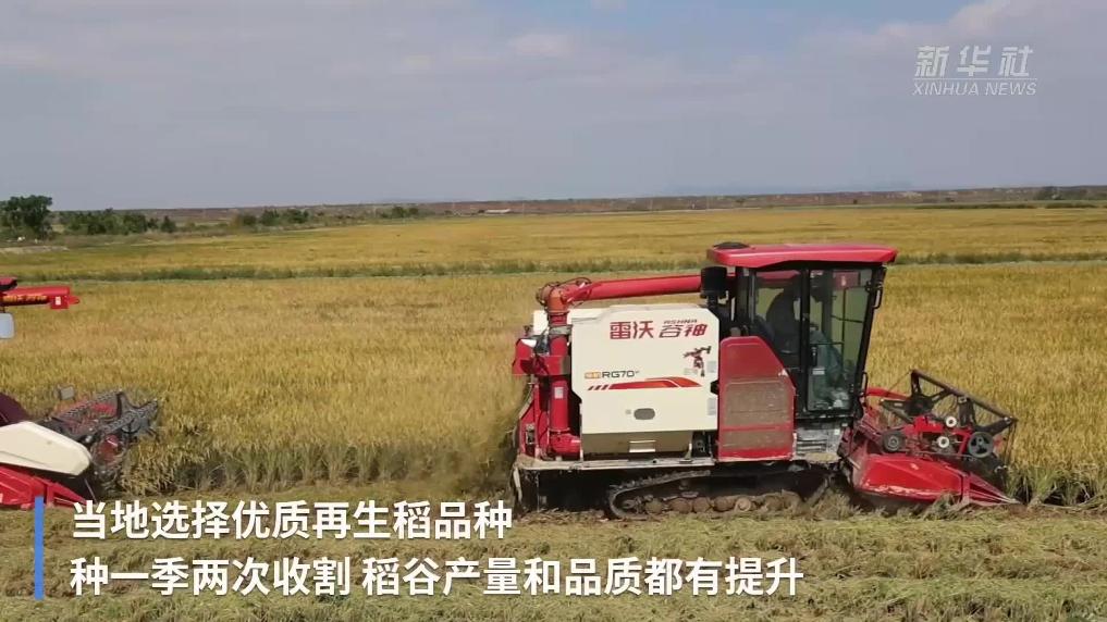江西都昌：再生稻第二茬开镰收割