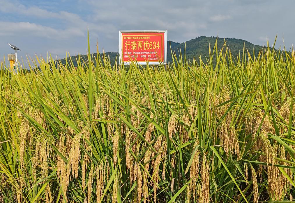 江西：科技创新引领种业振兴 “实验室成果”变“丰收硕果”