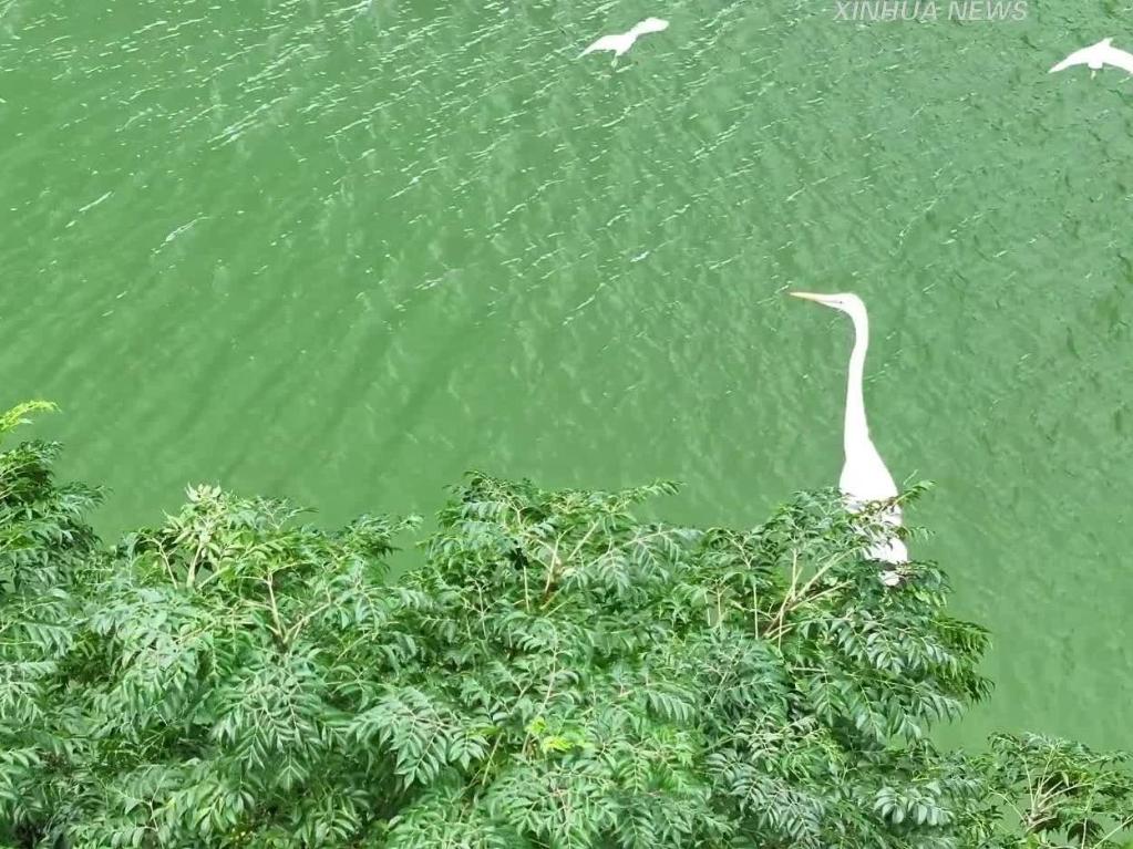 从鸟铳土炮打鸟到“长枪短炮”观鸟