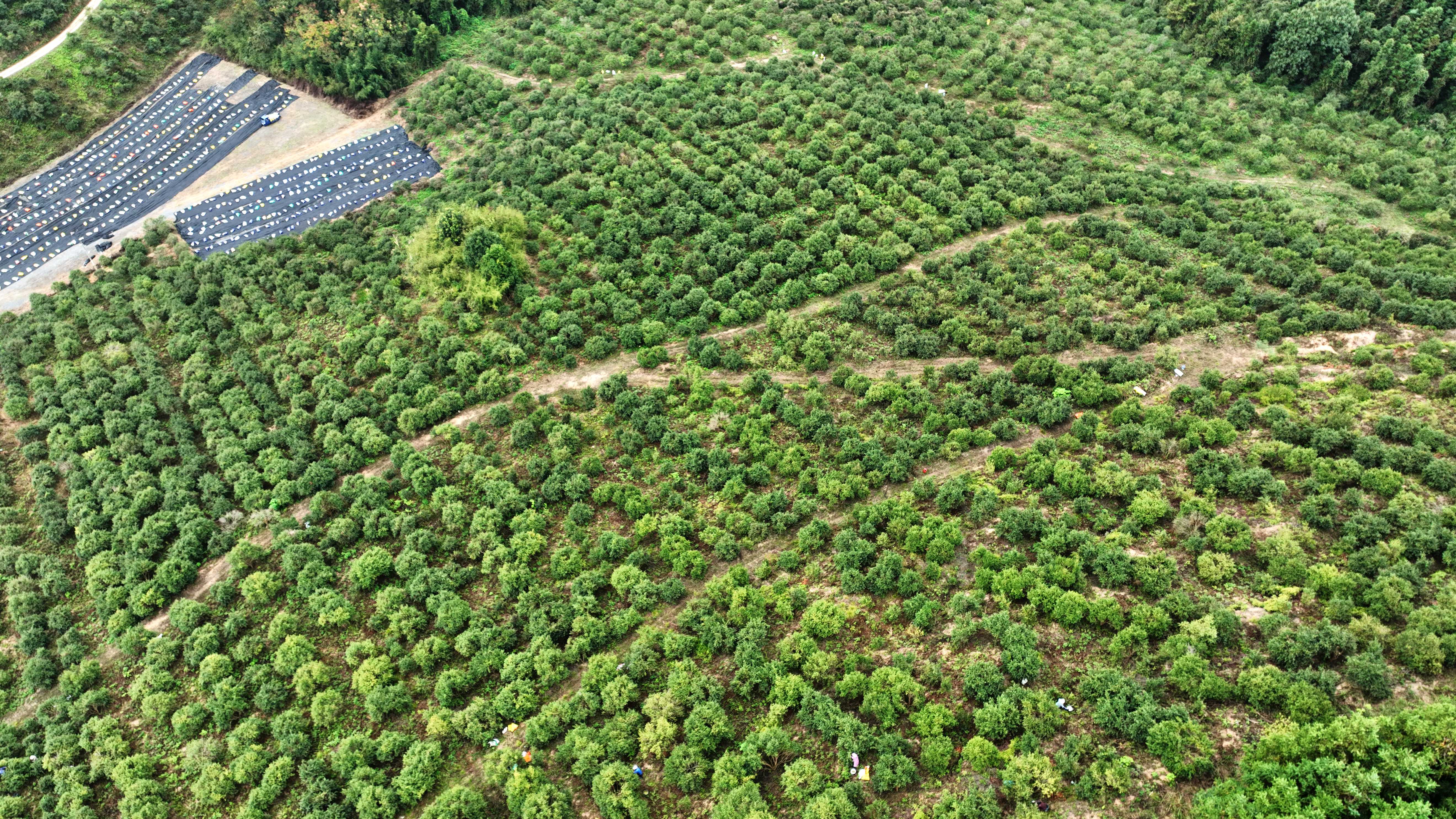 分宜高产油茶喜迎丰收