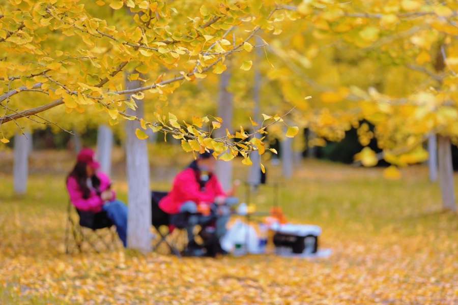 江西南昌：银杏金黄引客来 休闲游玩正当时