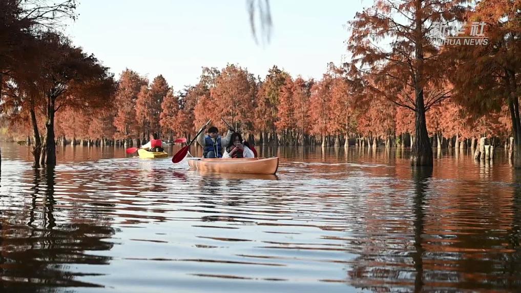 南昌：水杉染冬色 泛舟入画来