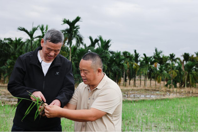三代南繁人 问“稻”五十年