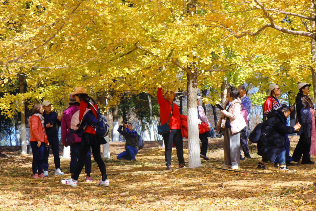 在南昌凤凰沟 解锁农文旅融合新范式