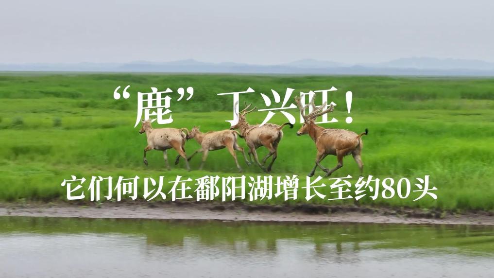 探寻大湖“精灵”｜“鹿”丁兴旺！它们何以在鄱阳湖增长至约80头