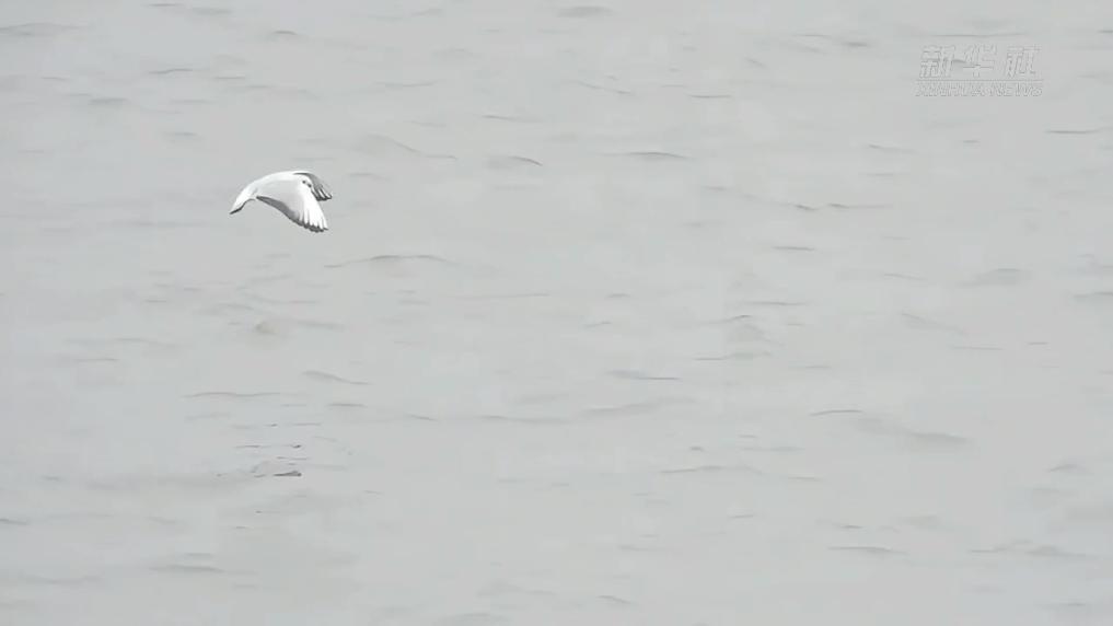 江西鄱阳湖:春江水暖“豚鸟”同框