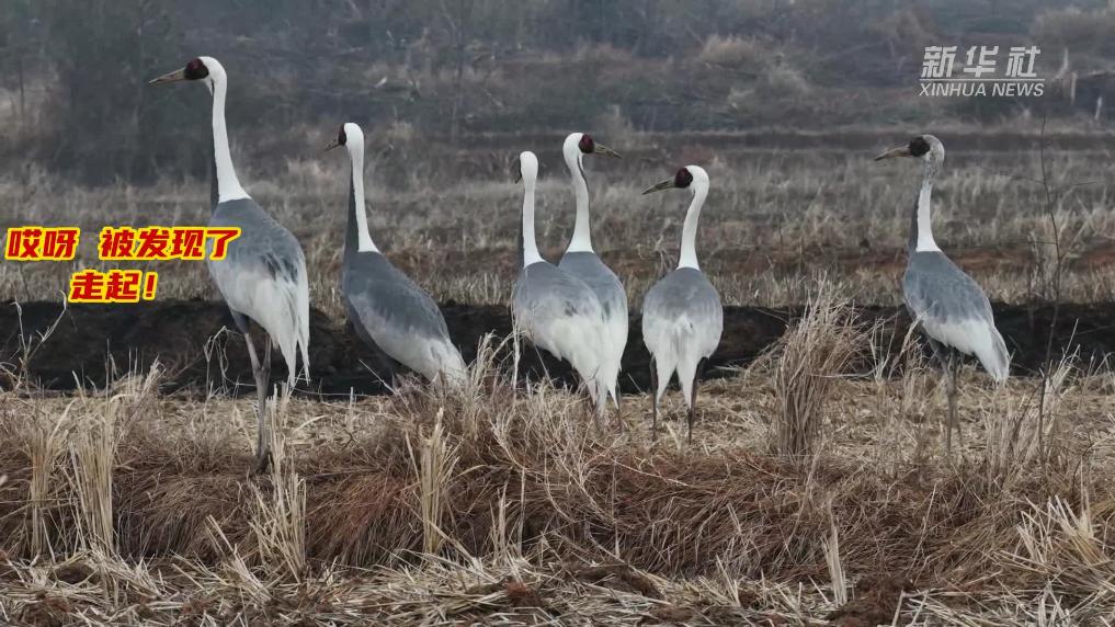 免费翻地 近距离看“一级国保”白枕鹤干饭