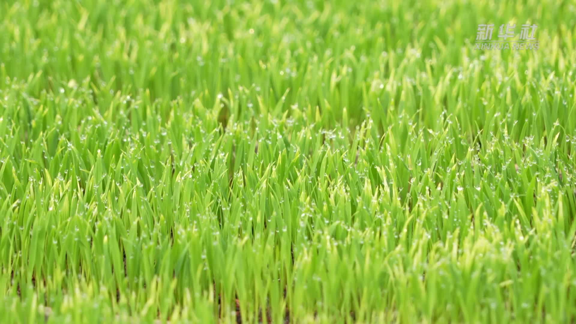 江西鄱阳：开启春耕“加速度”