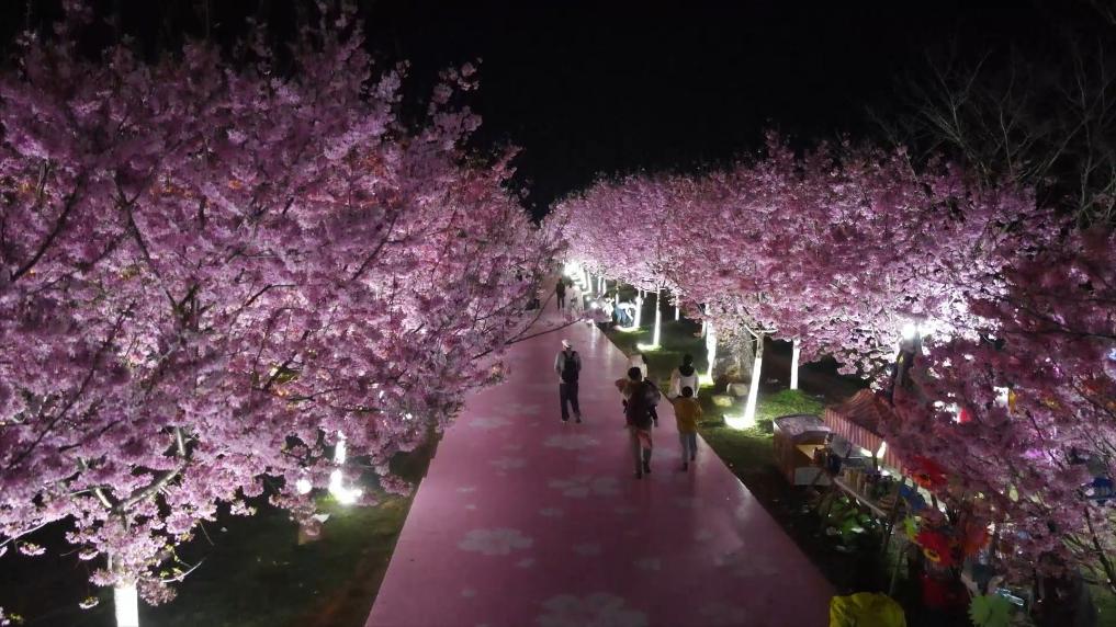 江西南昌:夜赏樱花 “解锁”春日新体验