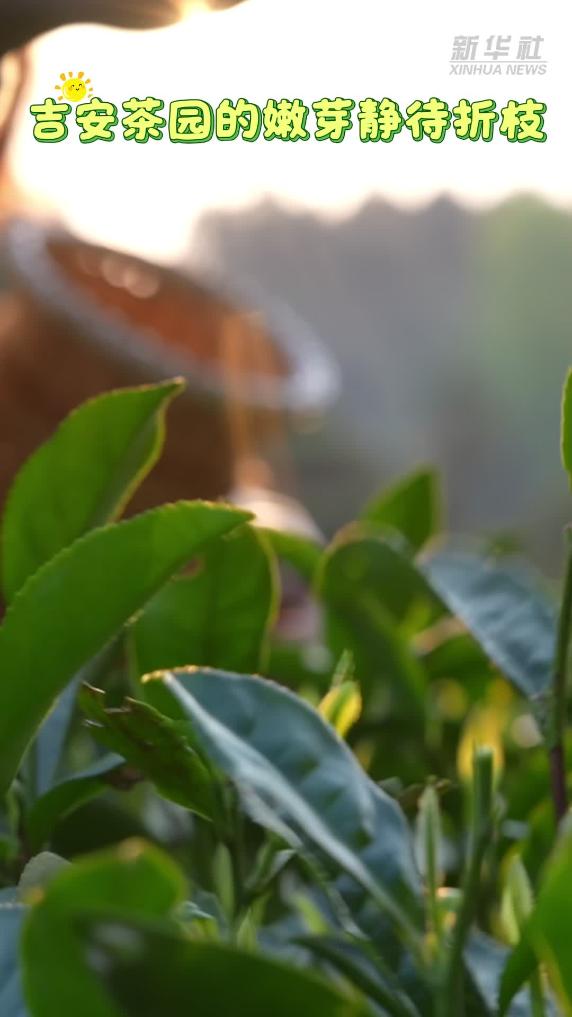 春天里的中国丨江西 ：打翻春天的调色盘