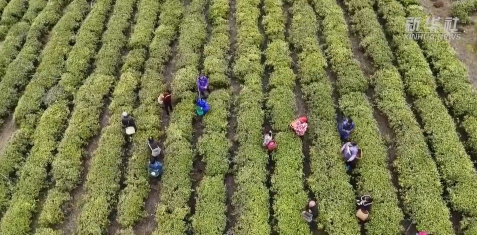江西修水：首批春茶抢“鲜”开采