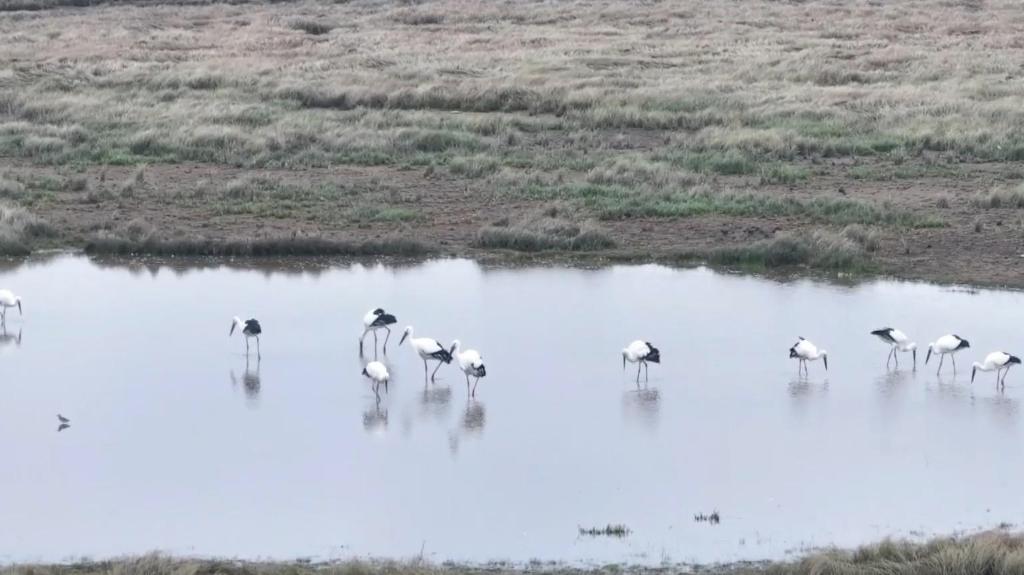 江西：鄱阳湖今春首批东方白鹳幼鸟成功孵化