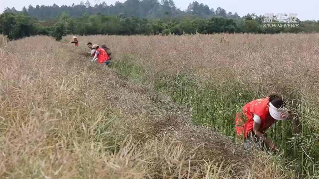 江西余干：油菜田里来了“红背心”