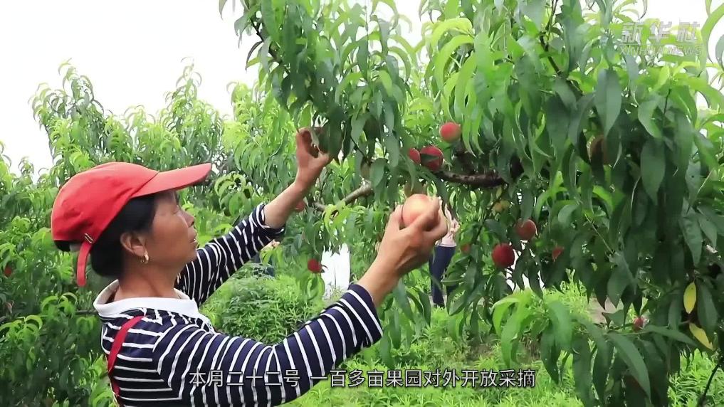 江西湖口:鲜桃上市 桃园迎来采摘季