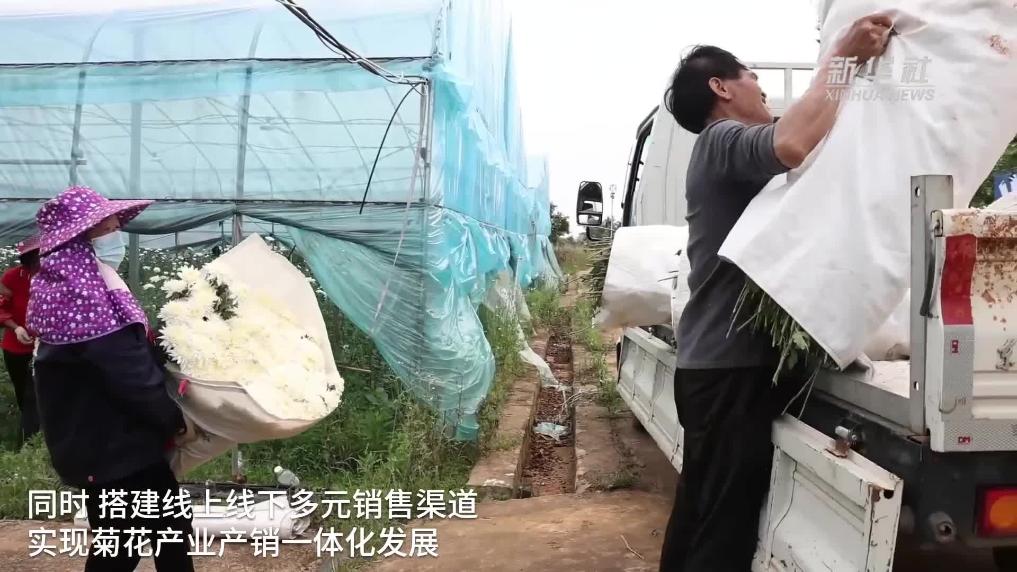 江西余干：菊香农忙喜丰收