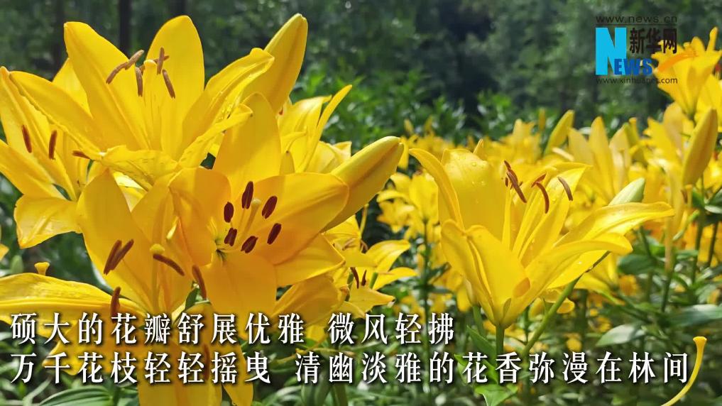 江西南昌：初夏繁花烂漫 凤凰沟百合花竞相绽放