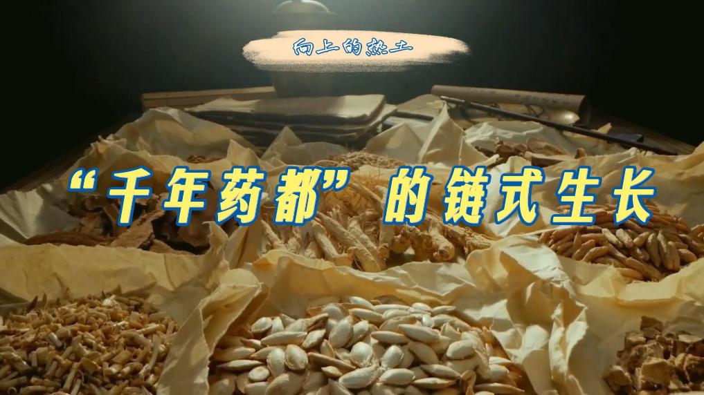 向上的热土｜“千年药都”的链式生长