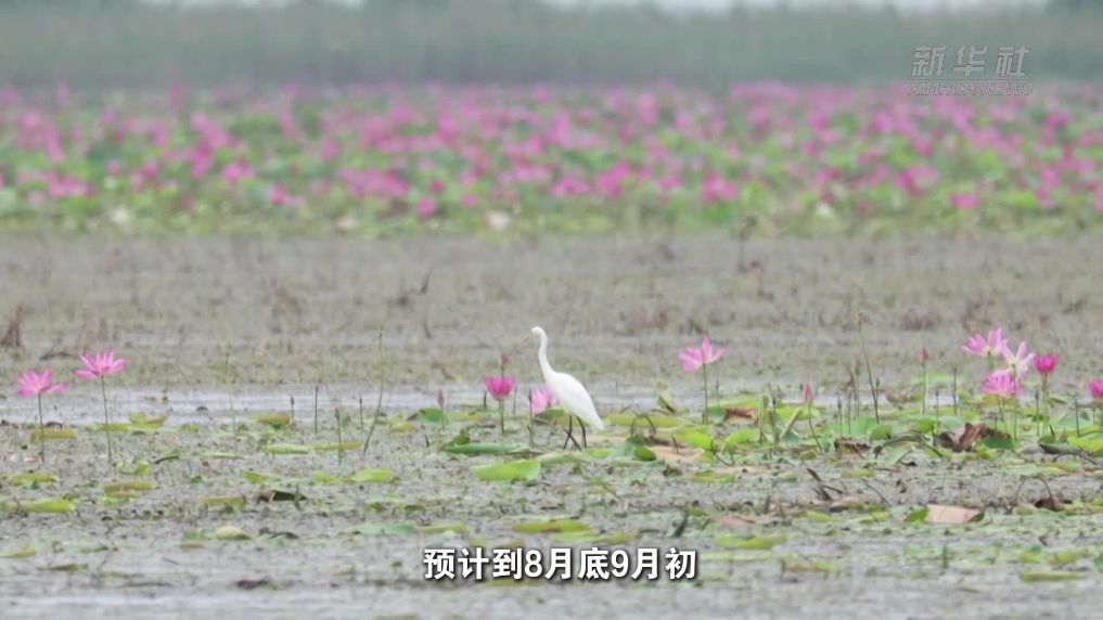 江西鄱阳湖：鹭鸟翔集花成海